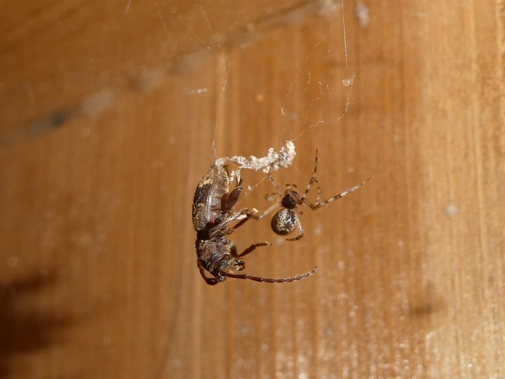 Piccolo ragno, forse Linyphiidae