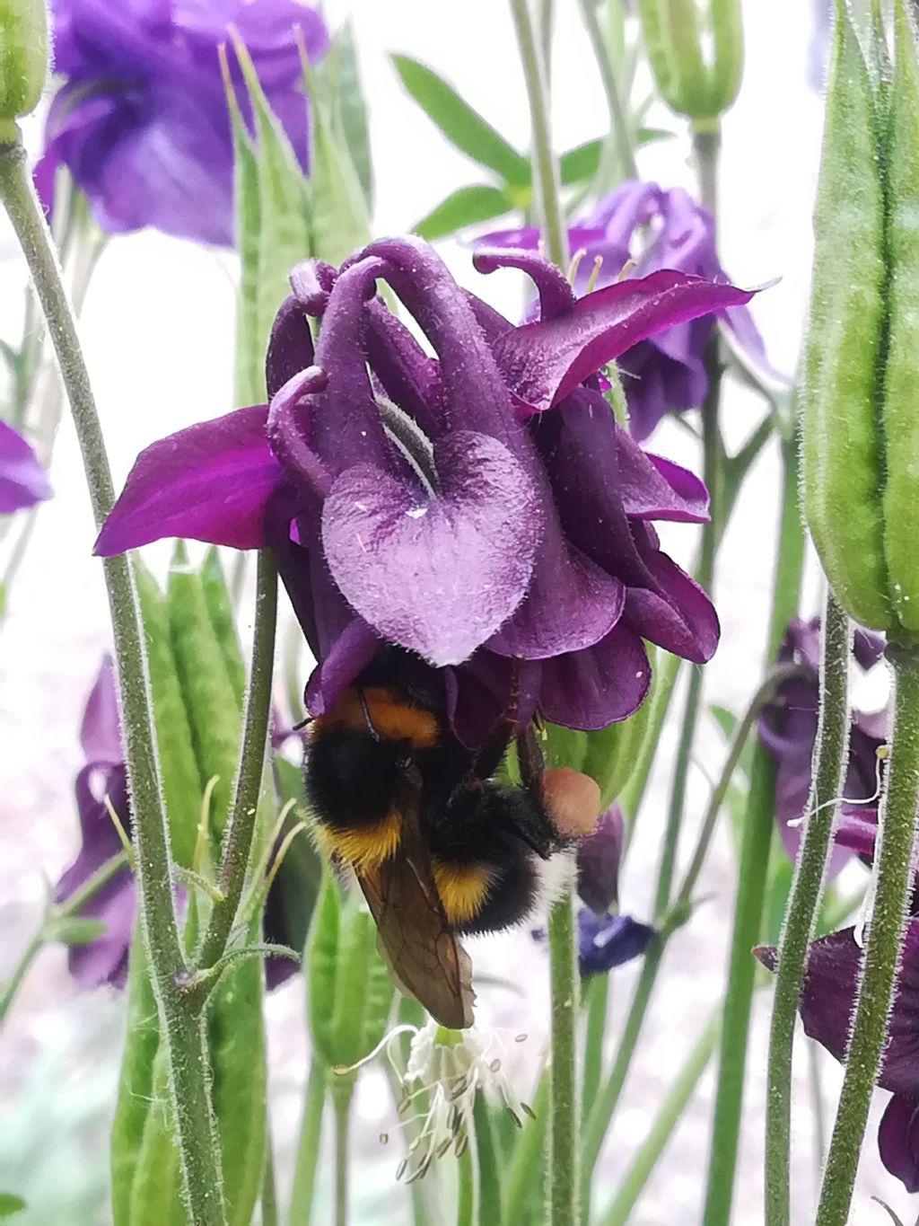 Apidae: Bombus (Megabombus) cfr. hortorum