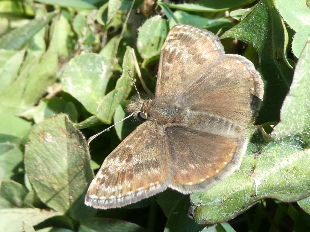 Piccola farfalla scura: Erynnis tages - Hesperiidae