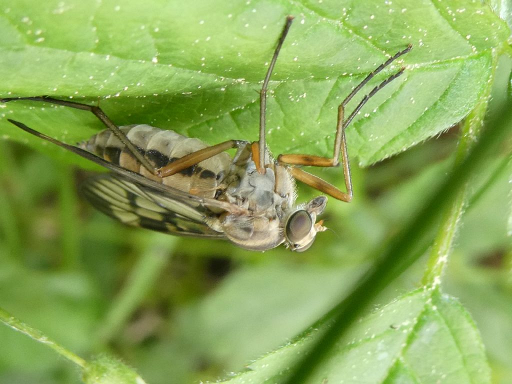 Dittero con nervature alari molto evidenti