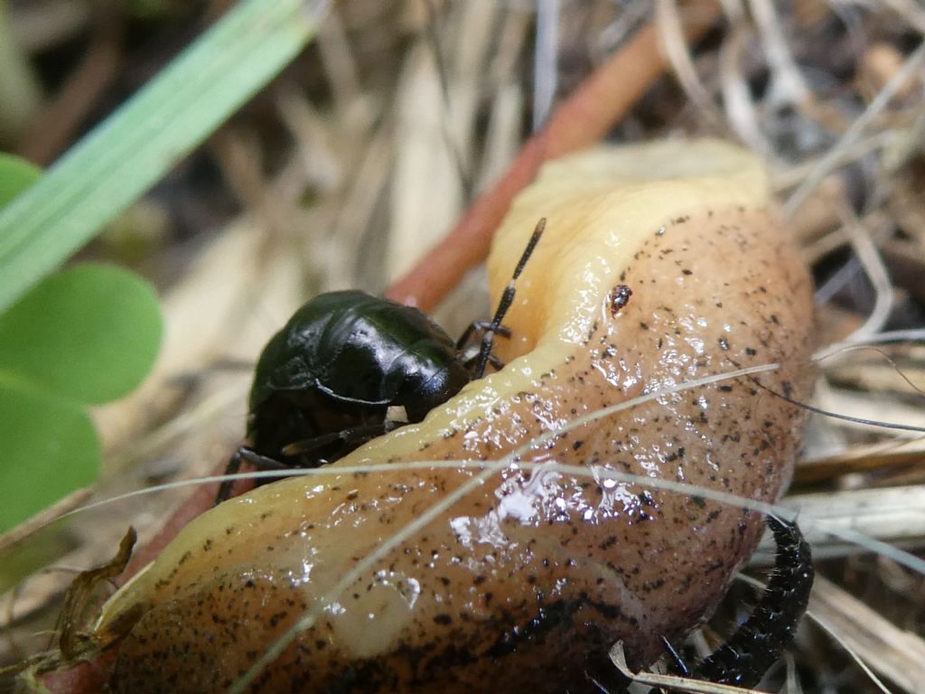 Larva di Carabidae? no, di Silphidae