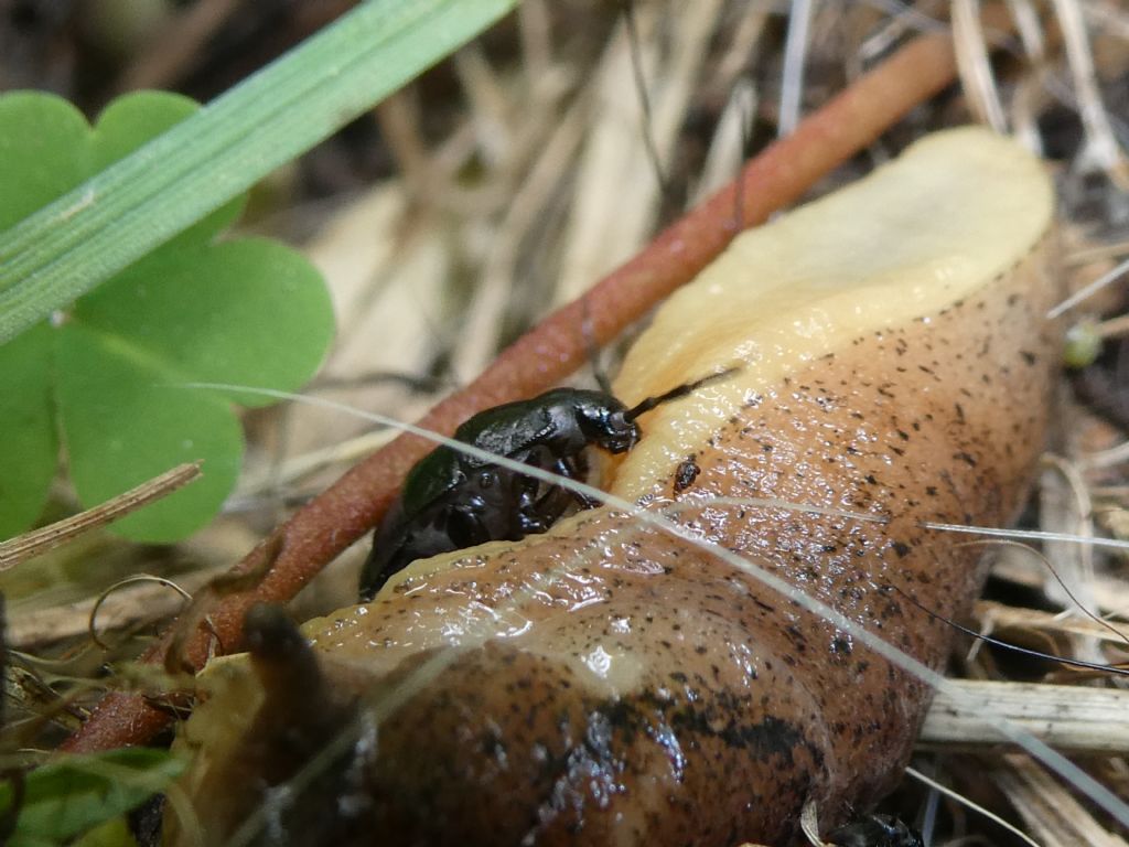Larva di Carabidae? no, di Silphidae