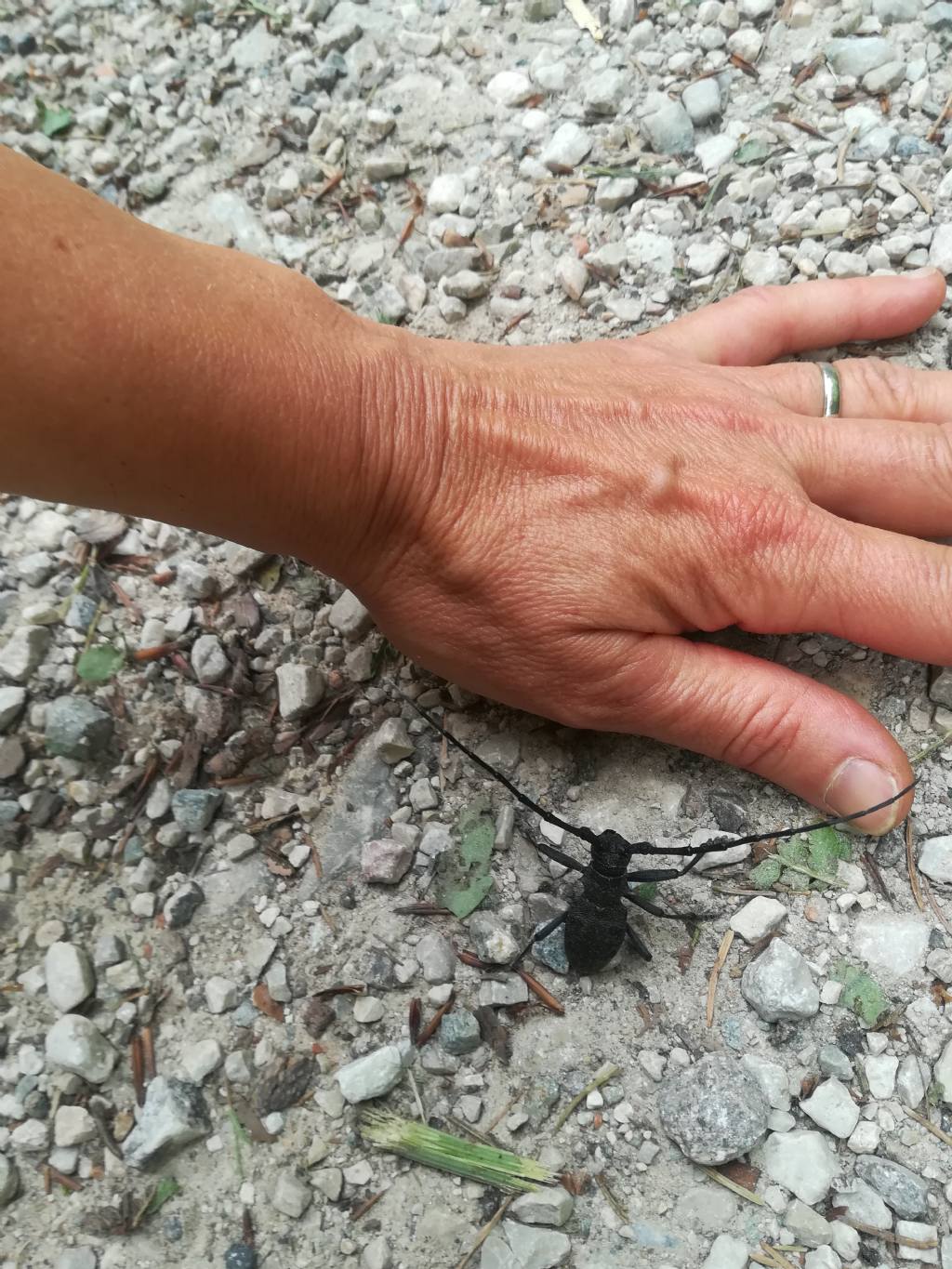 Cerambycidae: Morimus asper, maschio