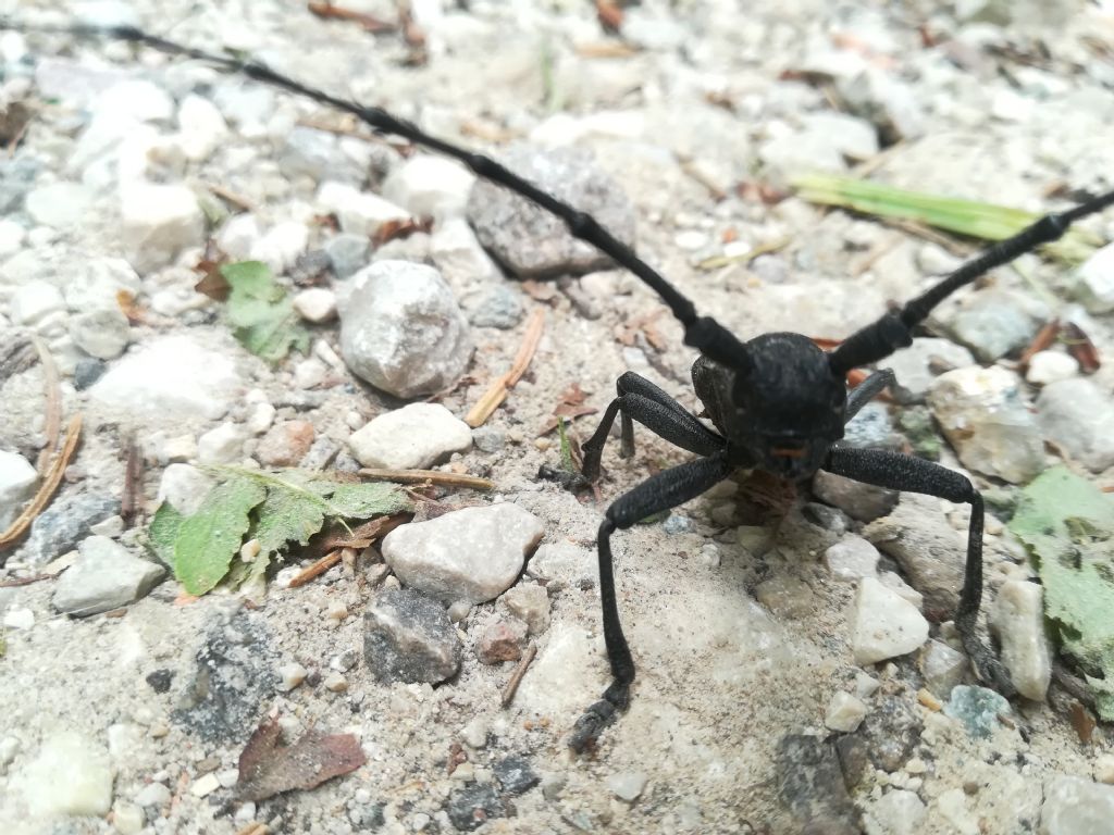 Cerambycidae: Morimus asper, maschio