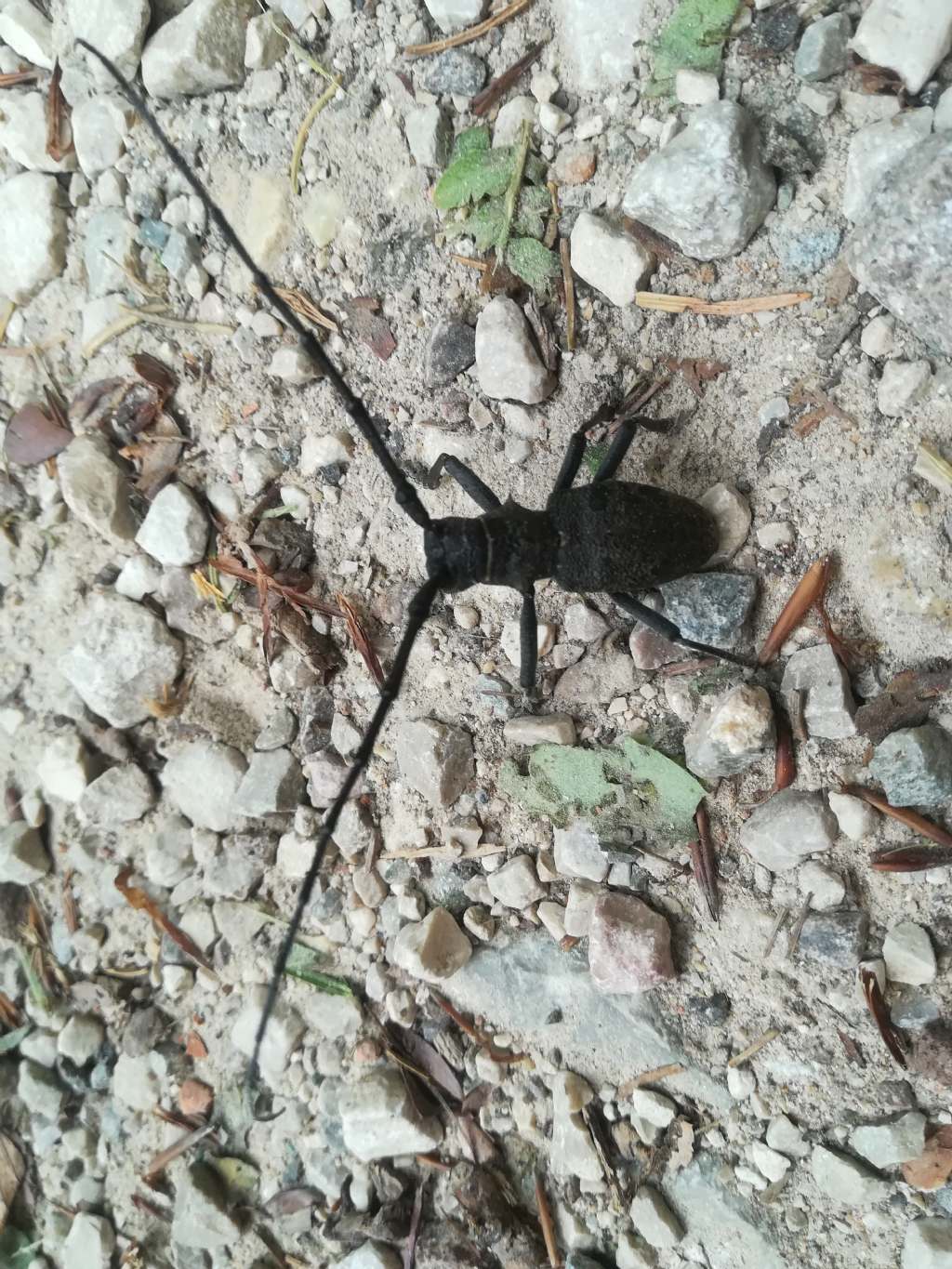 Cerambycidae: Morimus asper, maschio