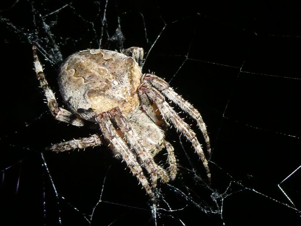 Araneus angulatus?  S
