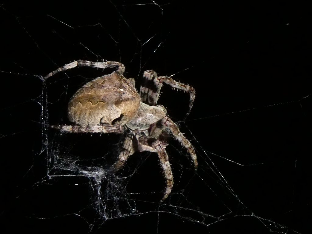Araneus angulatus?  S