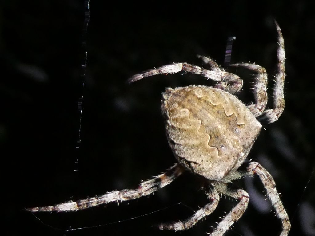 Araneus angulatus?  S
