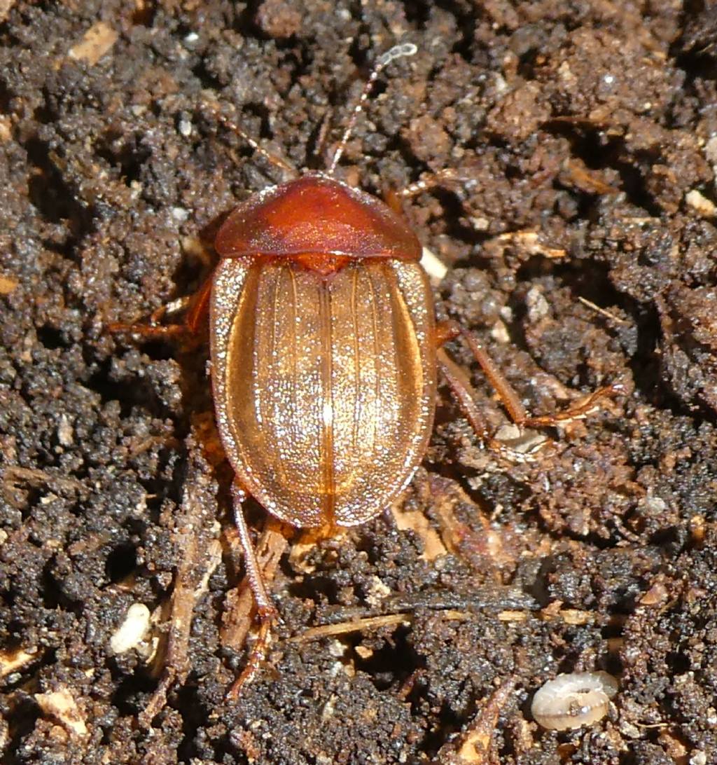 Silphidae: Phosphuga atrata appena metamorfosata