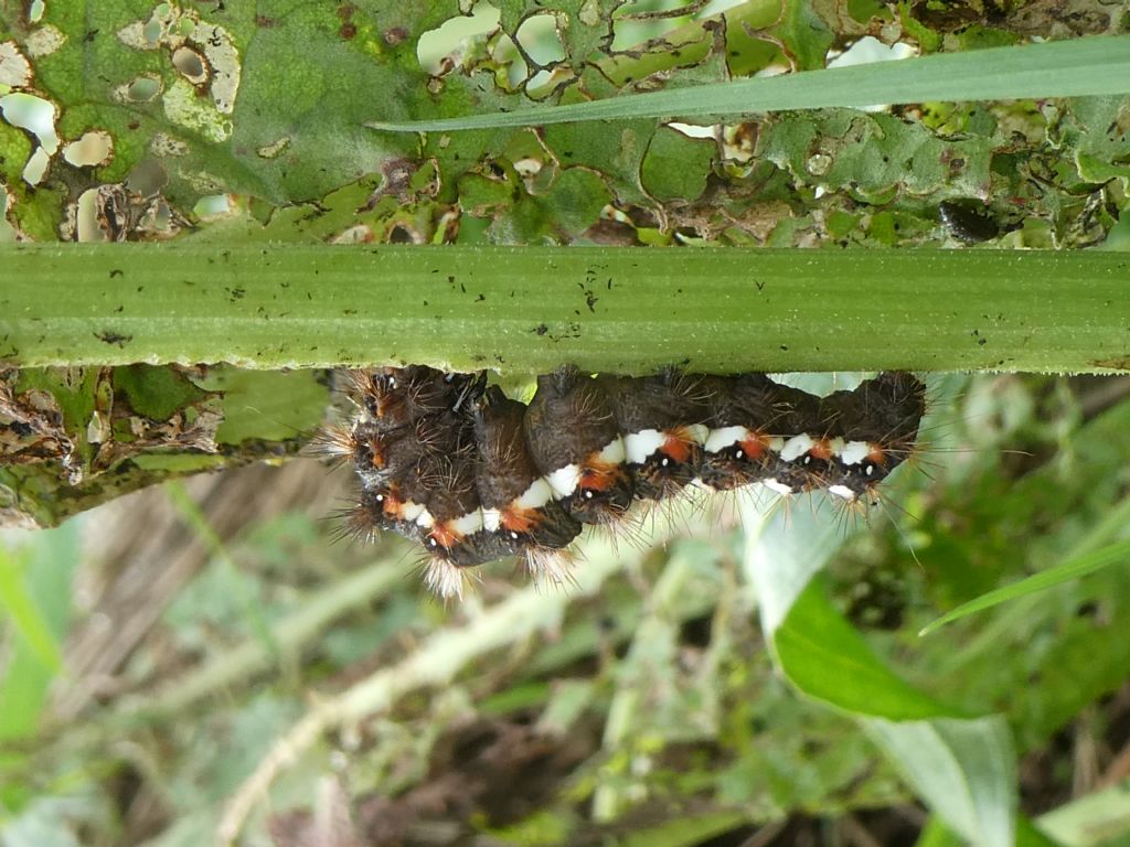 Bruco di Acronicta rumicis - Noctuidae