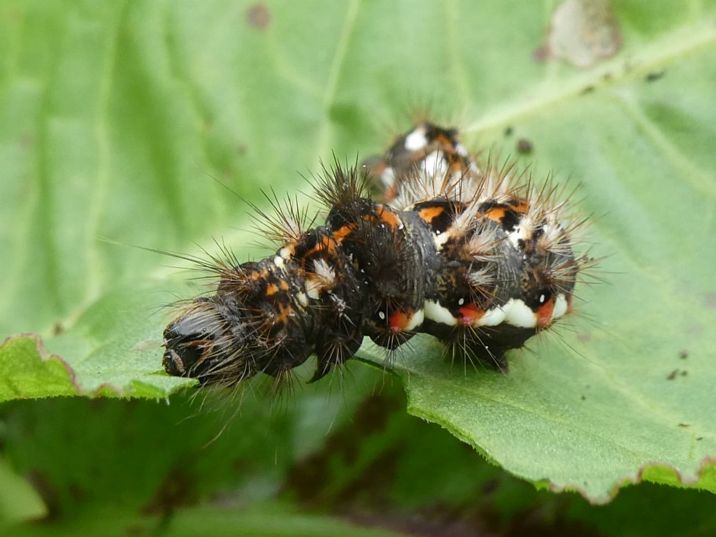 Bruco di Acronicta rumicis - Noctuidae