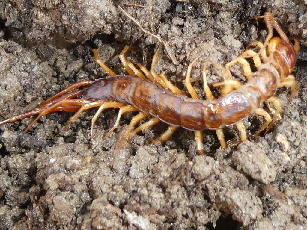 Chilopoda da identificare