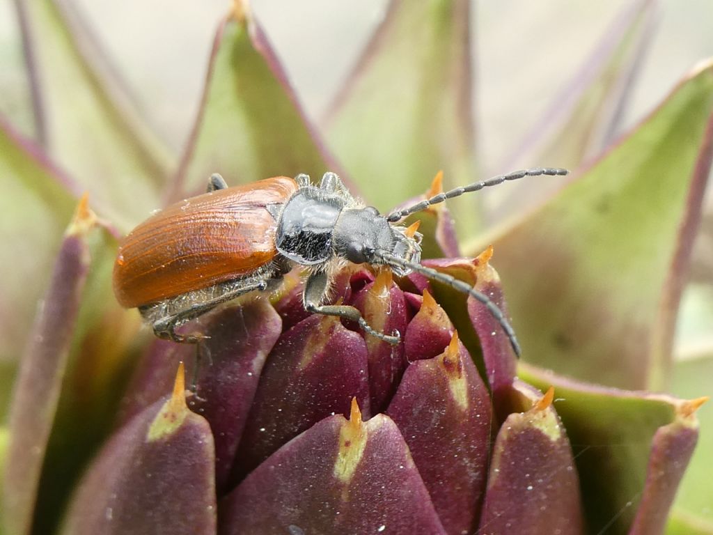 Tenebrionidae Alleculinae: Omophlus sp.