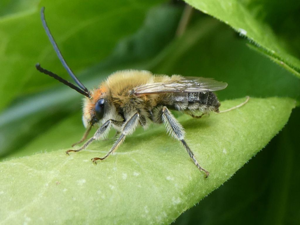 Apidae: maschio di Eucera sp.