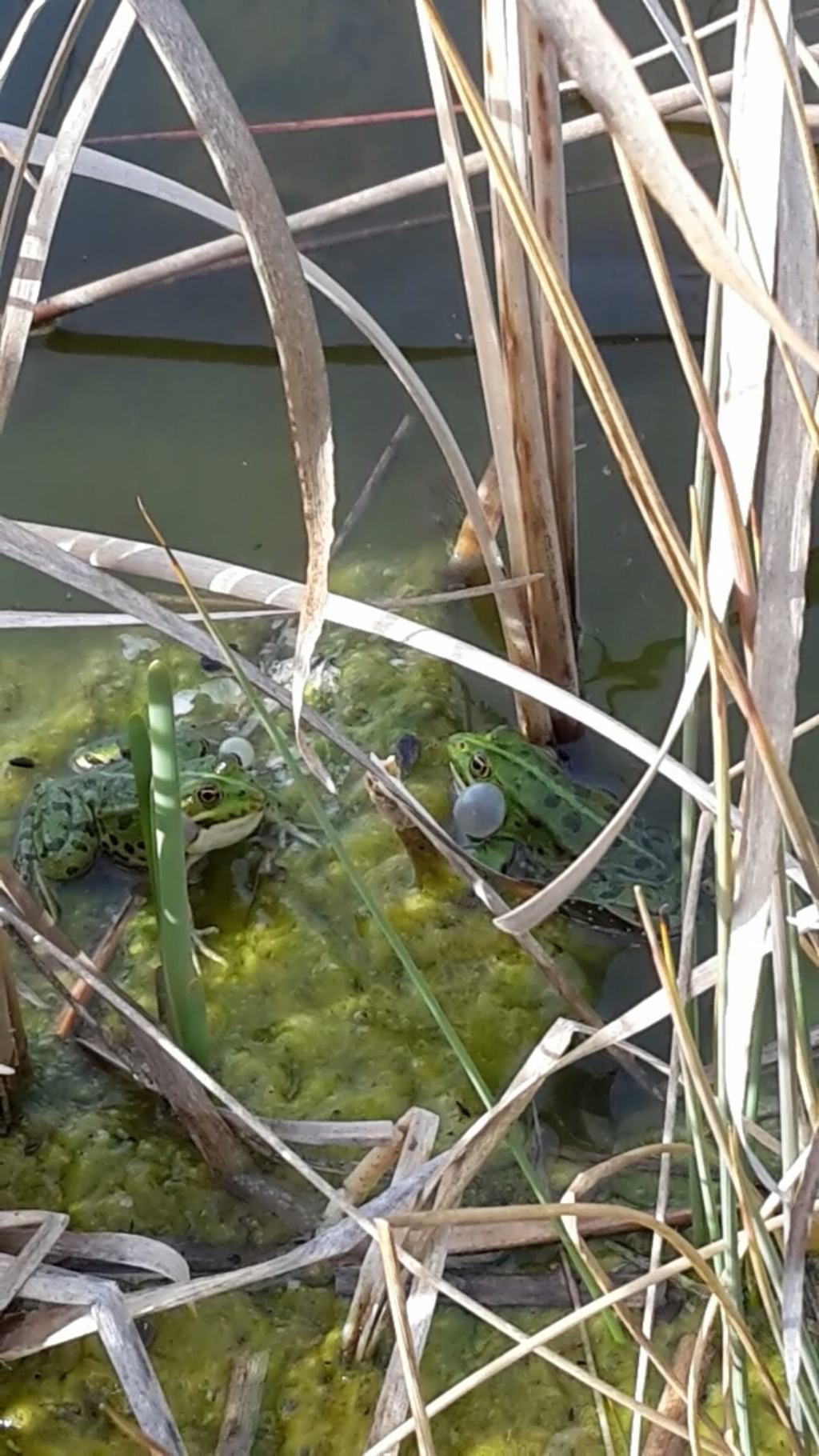 Pelophylax: femmine con sacchi vocali