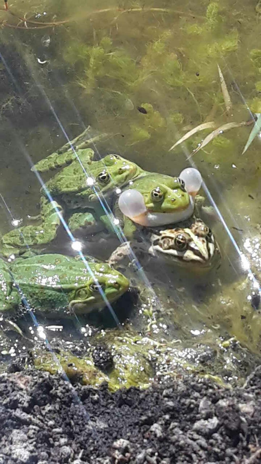 Pelophylax sp. (Toscana)