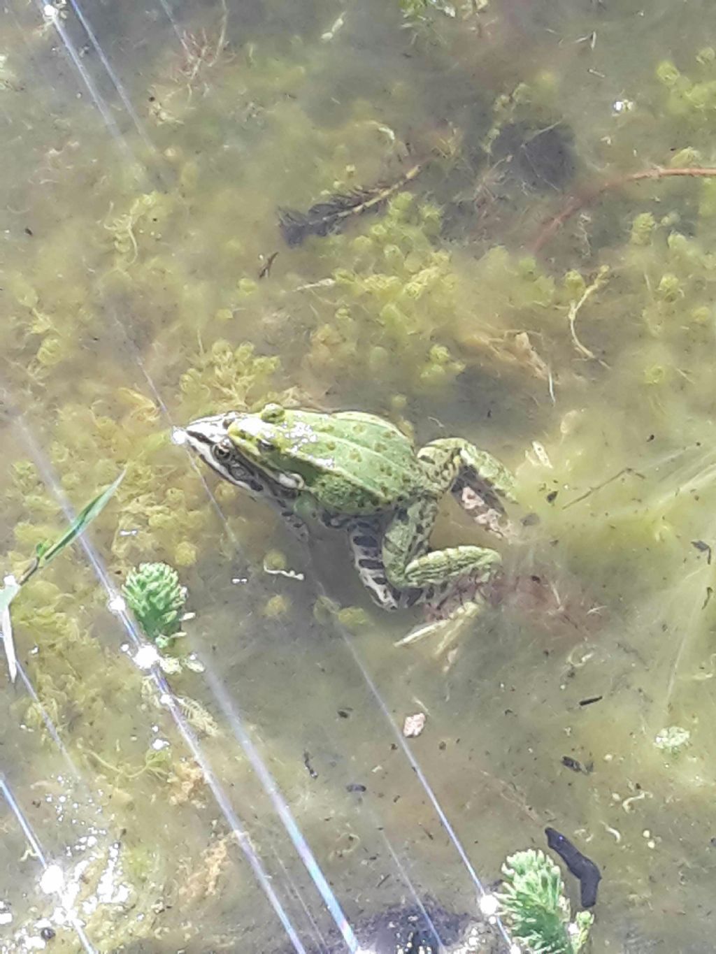 Pelophylax sp. (Toscana)