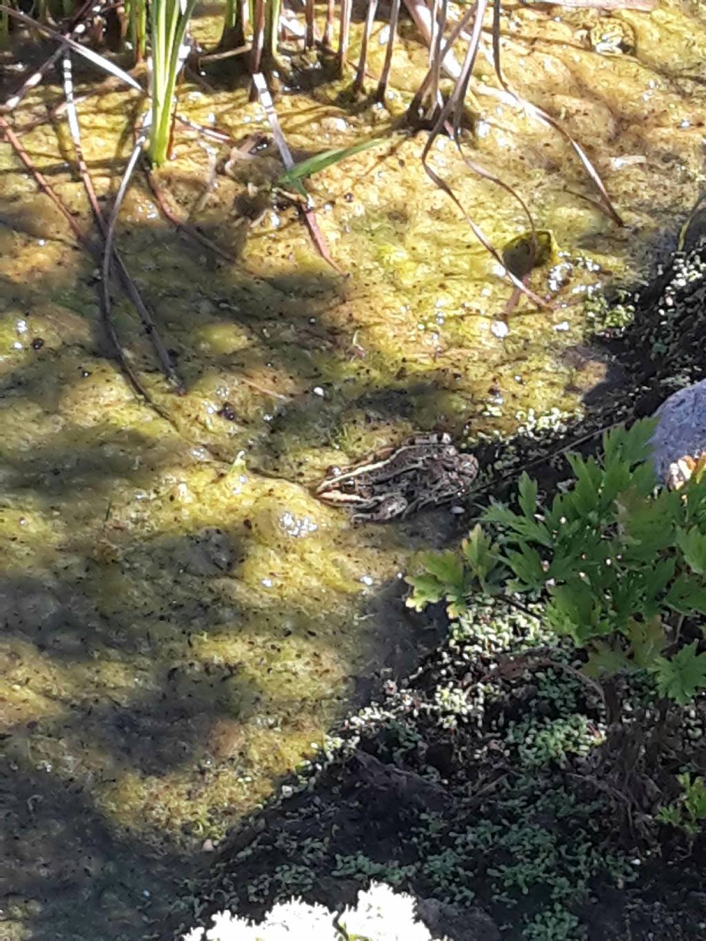 Pelophylax sp. (Toscana)