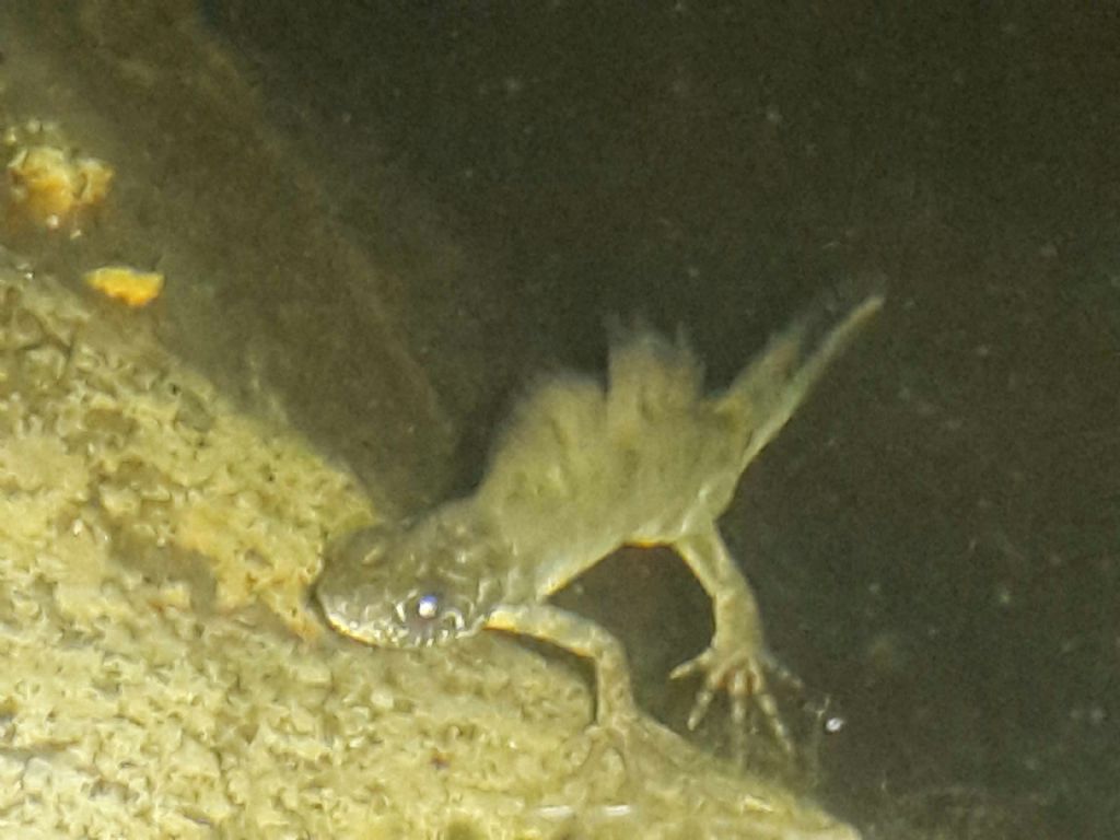 Triturus carnifex