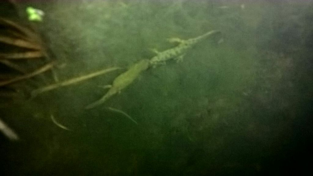 Triturus carnifex