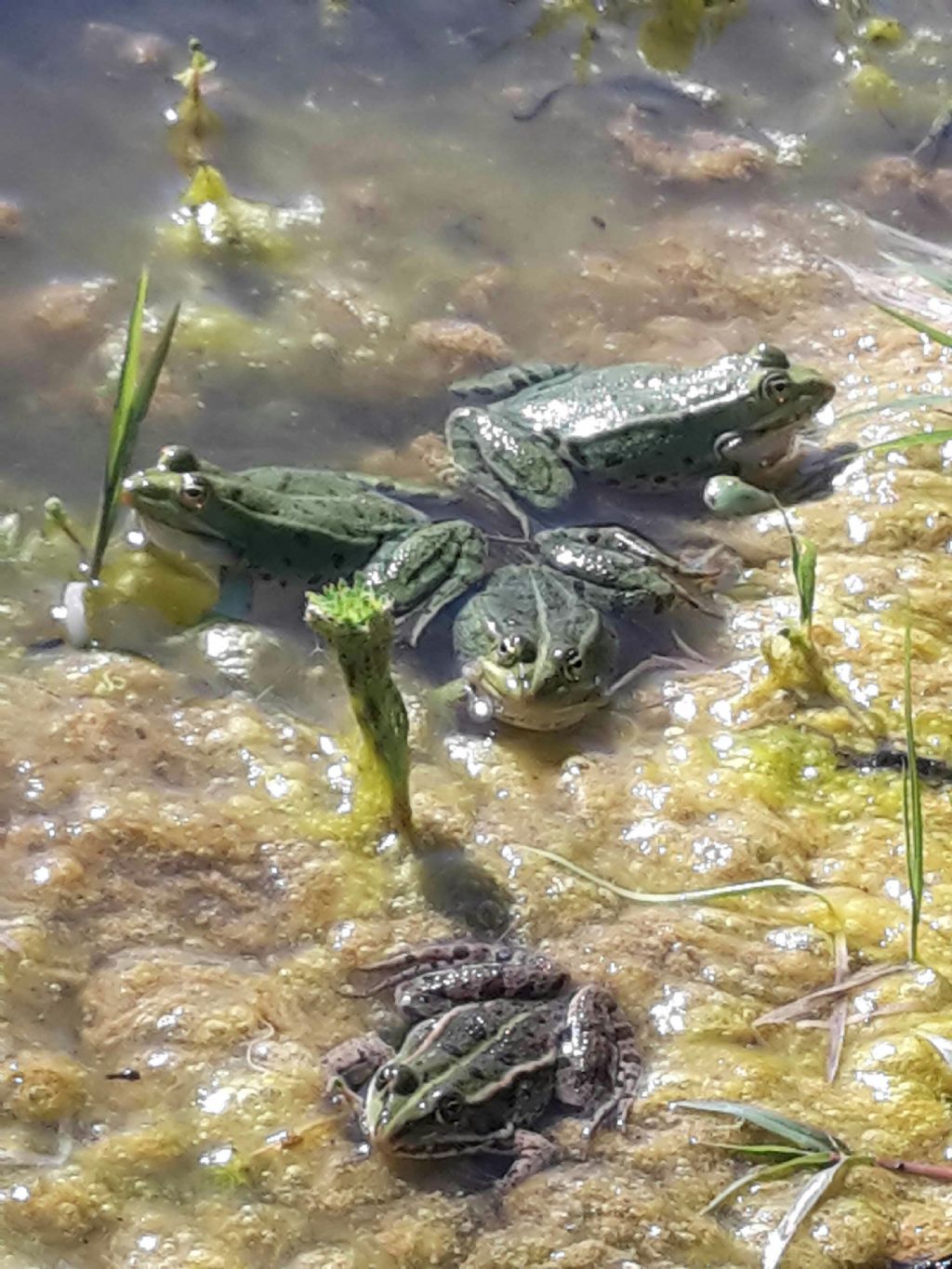 Pelophylax sp. (Toscana)