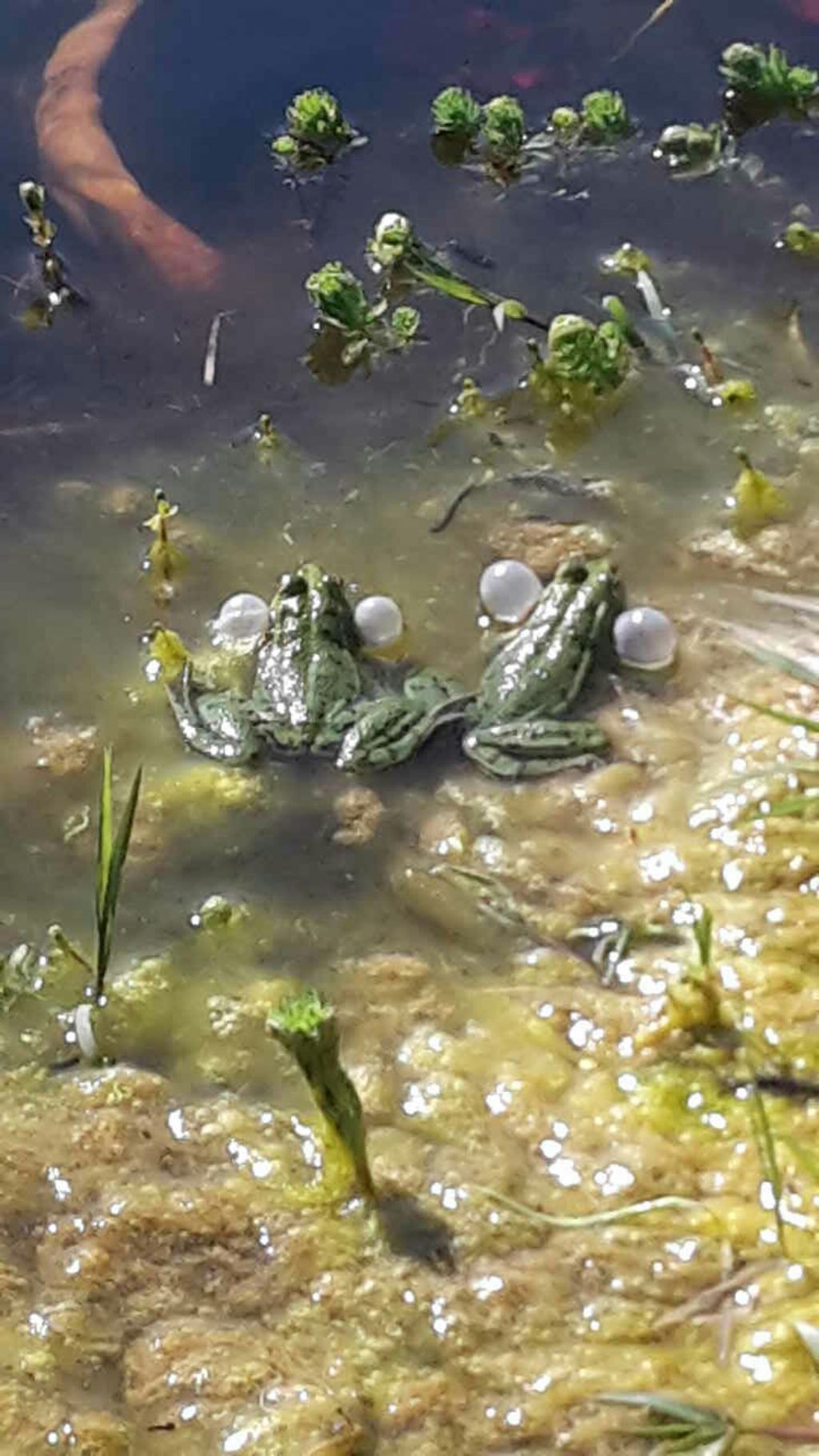 Pelophylax sp. (Toscana)