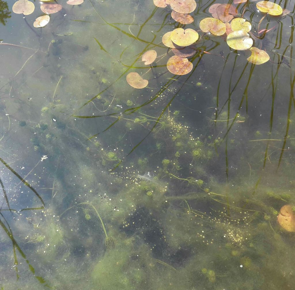 Pelophylax sp. (Toscana)