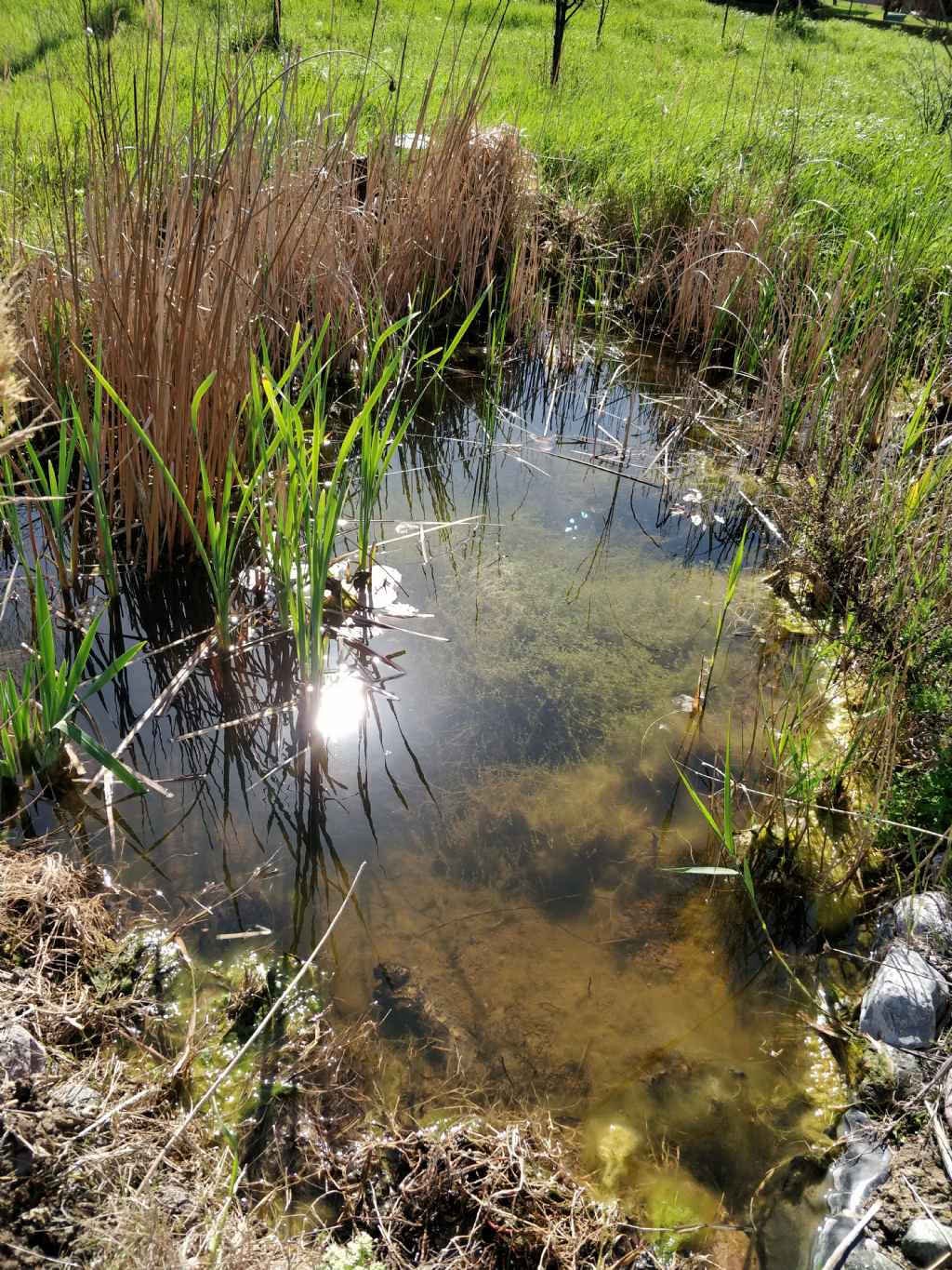 Pelophylax sp. (Toscana)