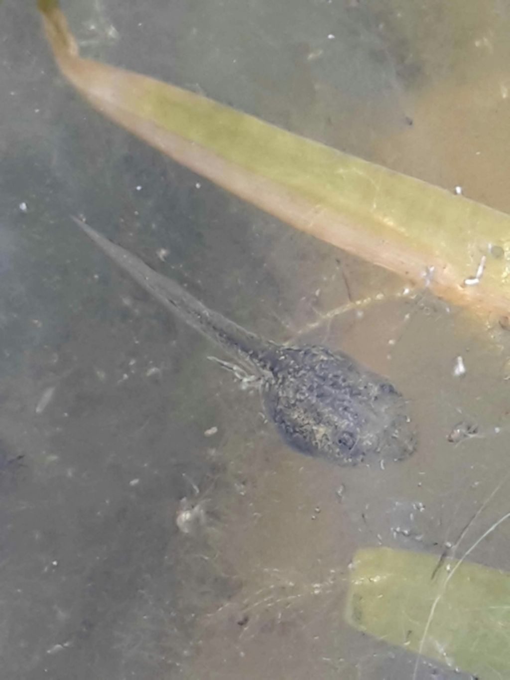 Girini di quale specie??? Pelophylax cfr. ridibundus (LU)