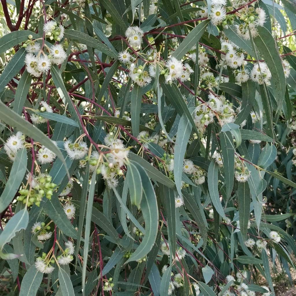 Eucalyptus