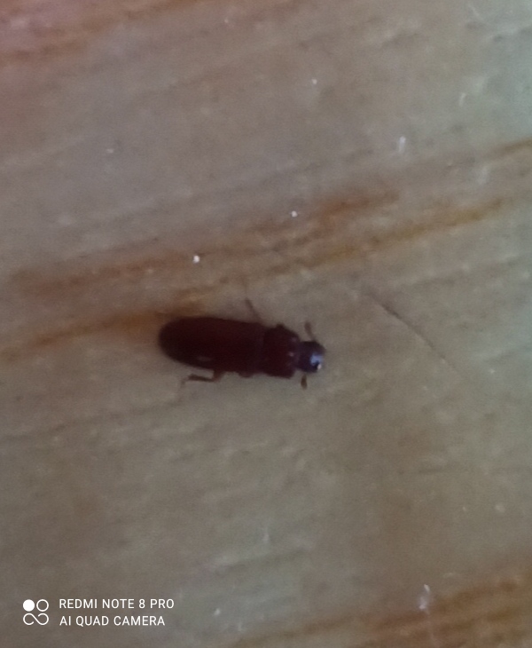 Tenebrionidae: Tribolium sp.