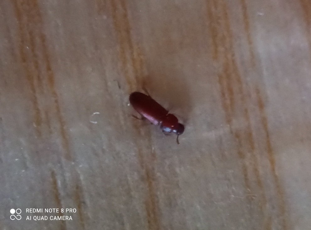 Tenebrionidae: Tribolium sp.