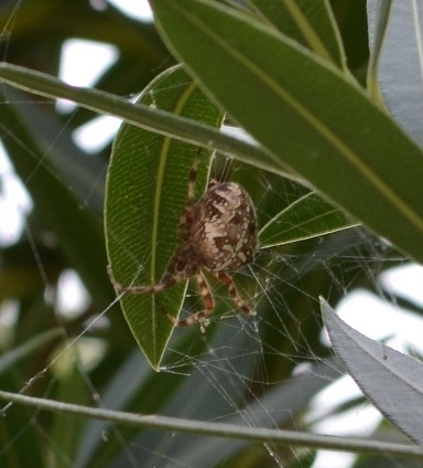 Araneus diadematus - Noale (VE)