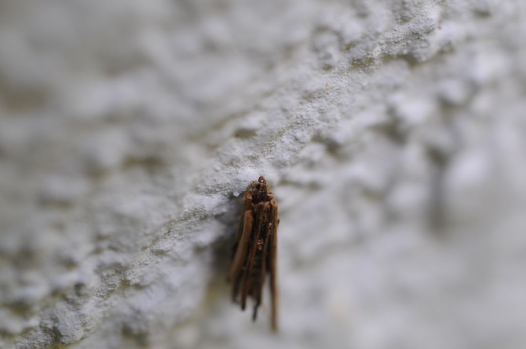 Psychidae