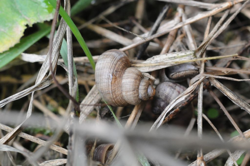 Chiocciolina con opercolo semovente