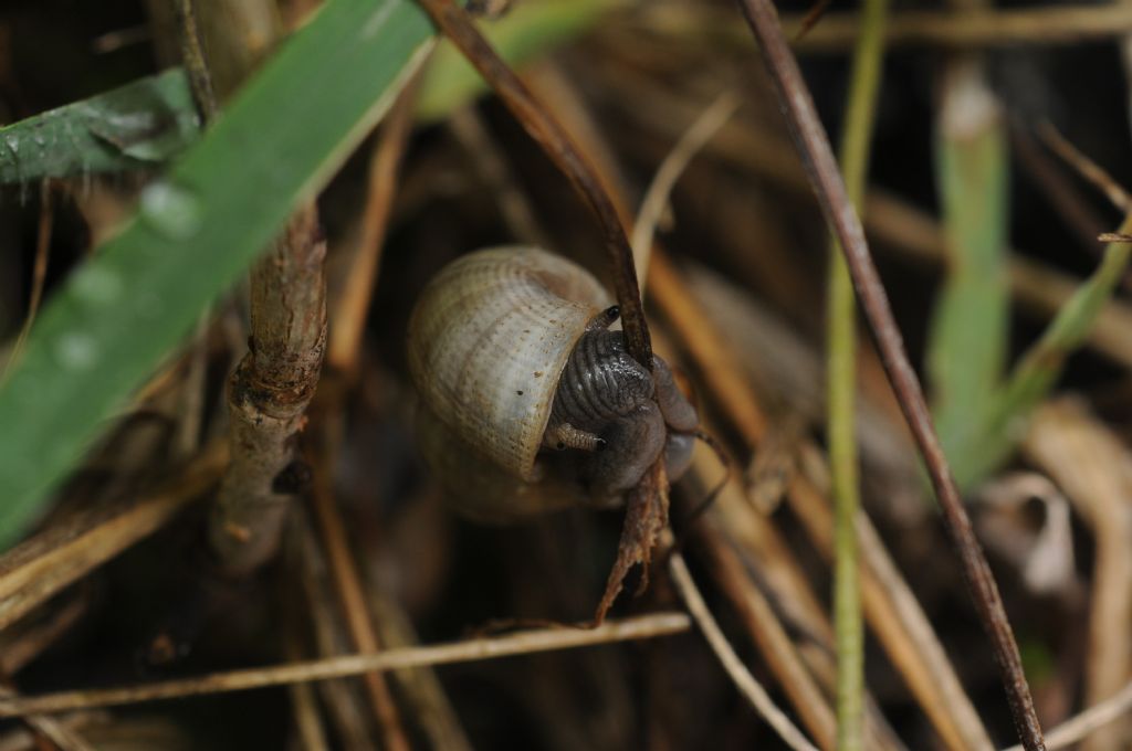 Chiocciolina con opercolo semovente