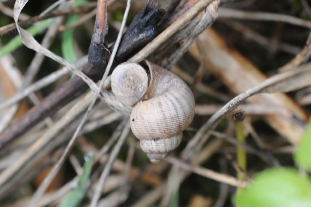 Chiocciolina con opercolo semovente