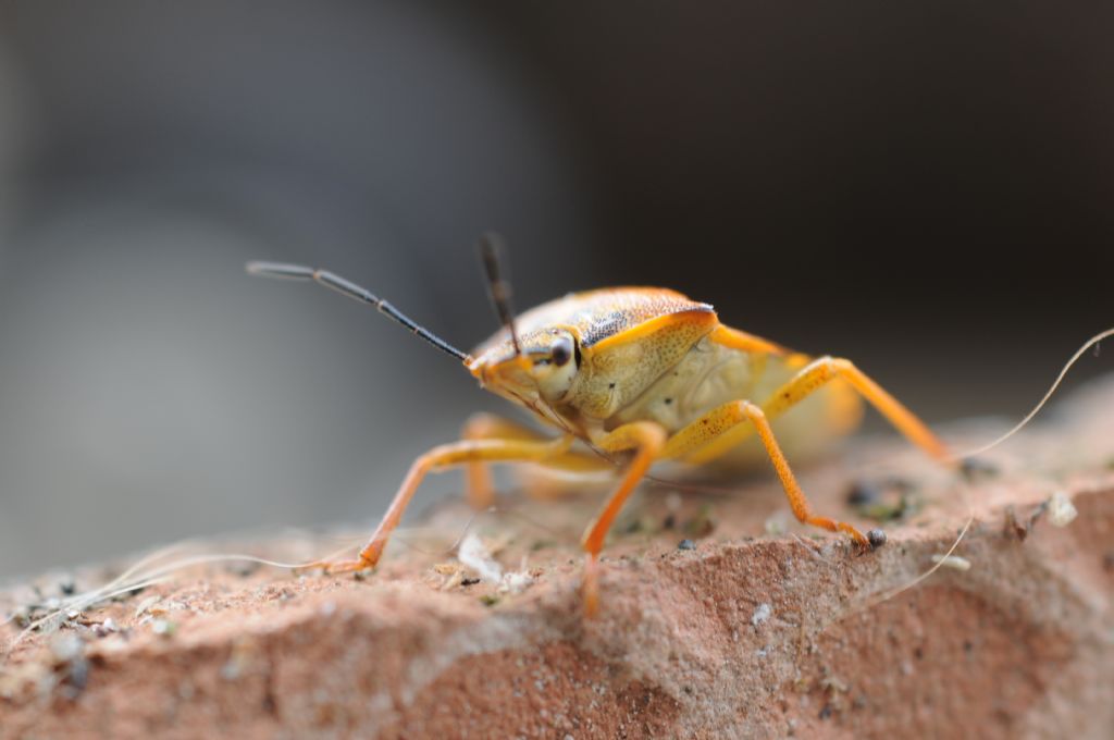 Carpocoris pudicus e Dolycoris baccarum