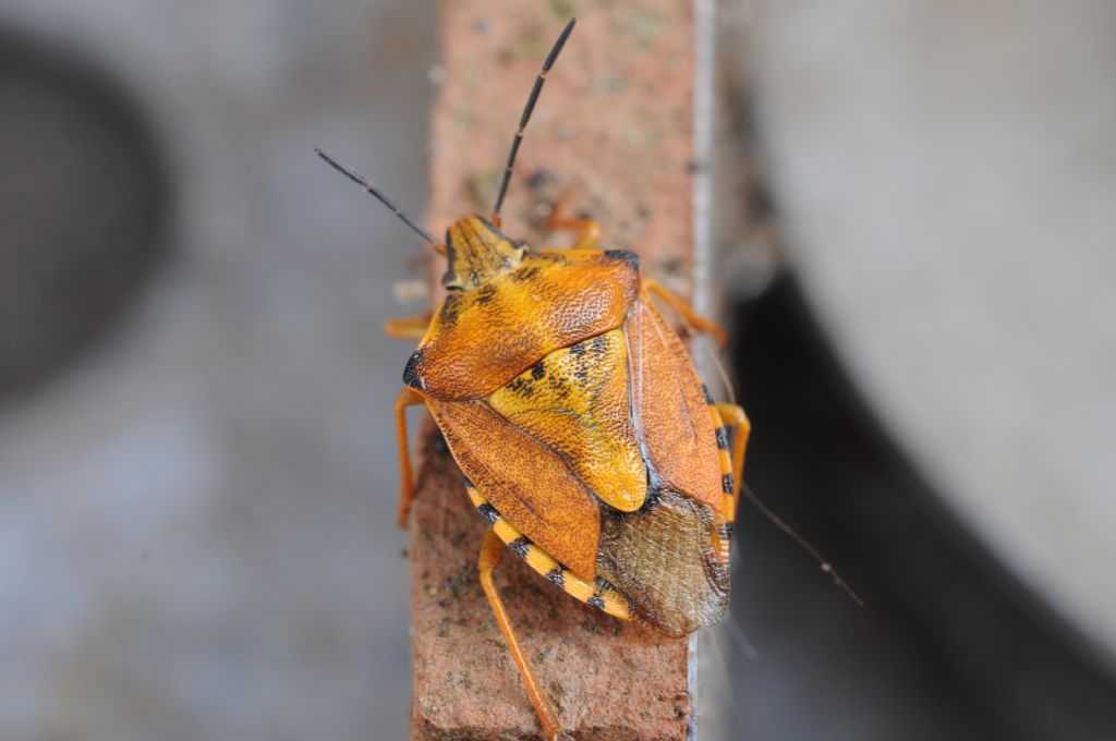 Carpocoris pudicus e Dolycoris baccarum