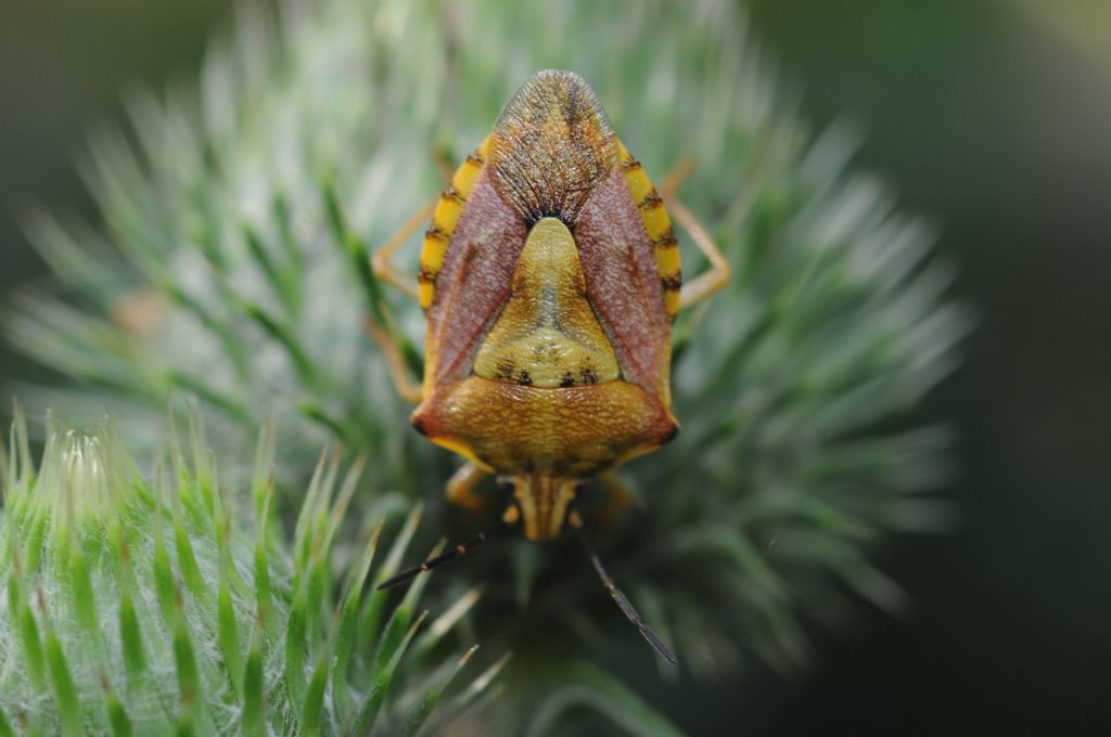 Carpocoris pudicus e Dolycoris baccarum