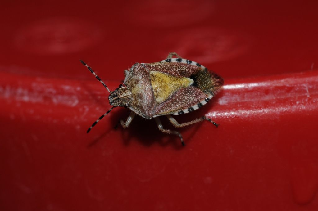 Carpocoris pudicus e Dolycoris baccarum