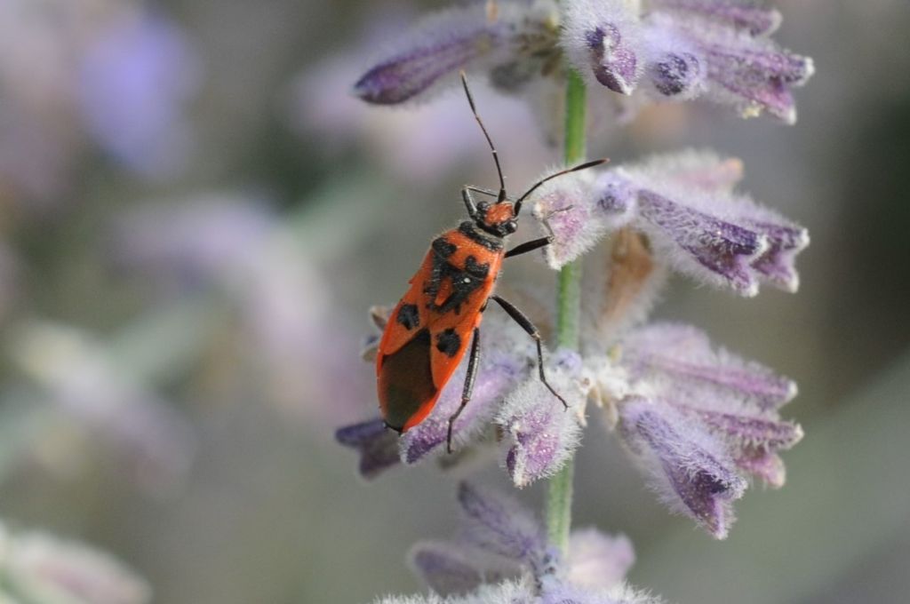 Rhopalidae:  Corizus hyoscyami hyoscyami