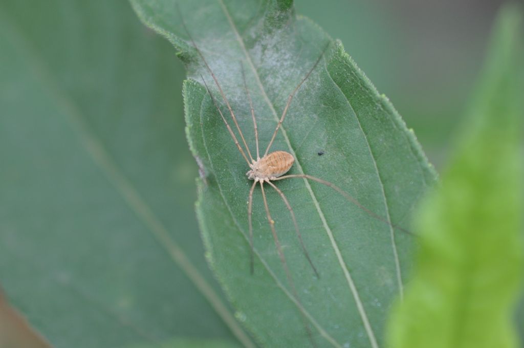 Opilio cf. parietinus