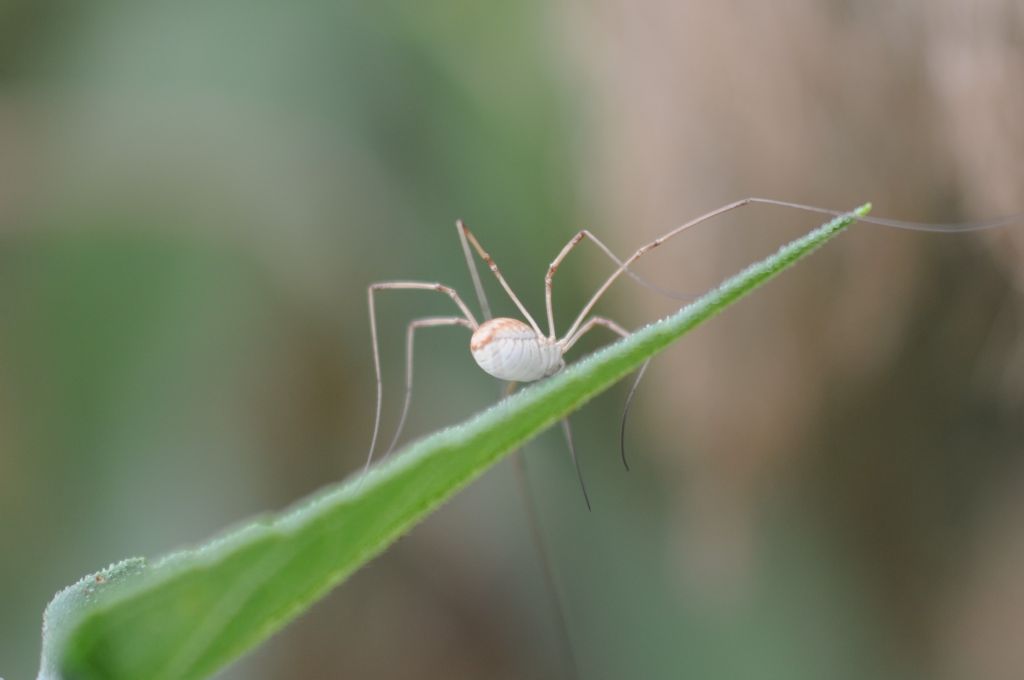 Opilio cf. parietinus