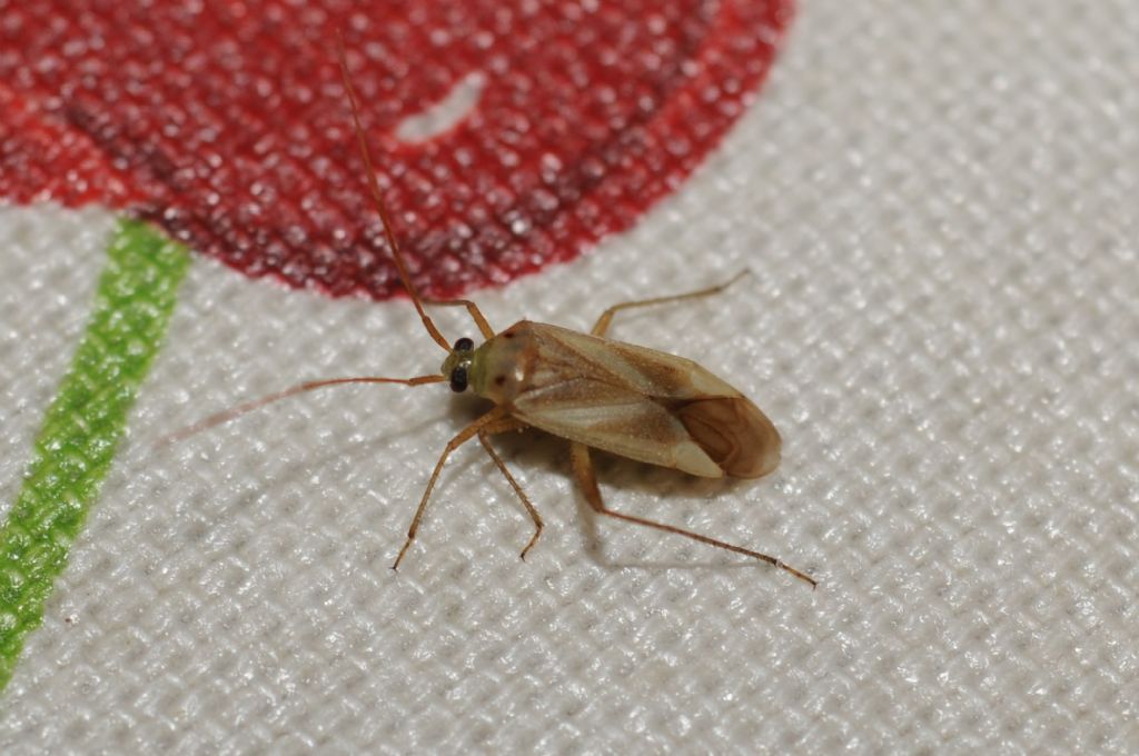 Miridae: Adelphocoris lineolatus
