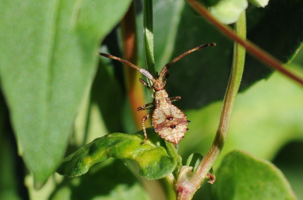 Coreidae:  Coreus marginatus
