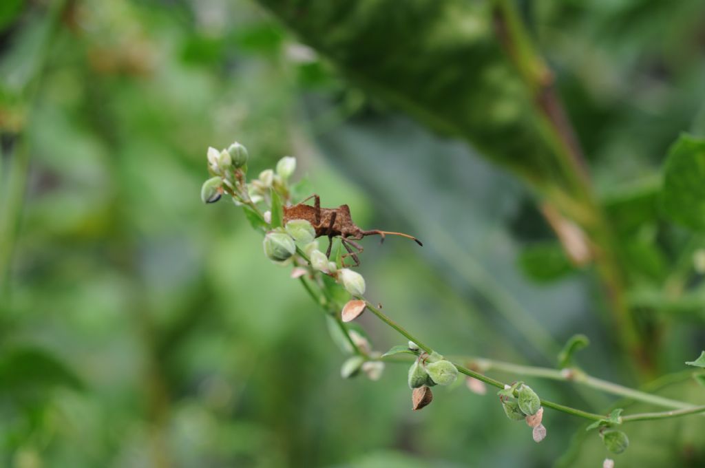 Coreidae:  Coreus marginatus