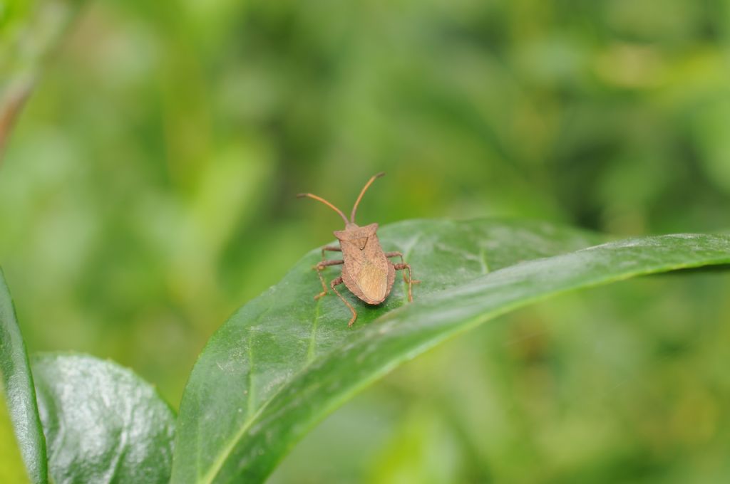Coreidae:  Coreus marginatus