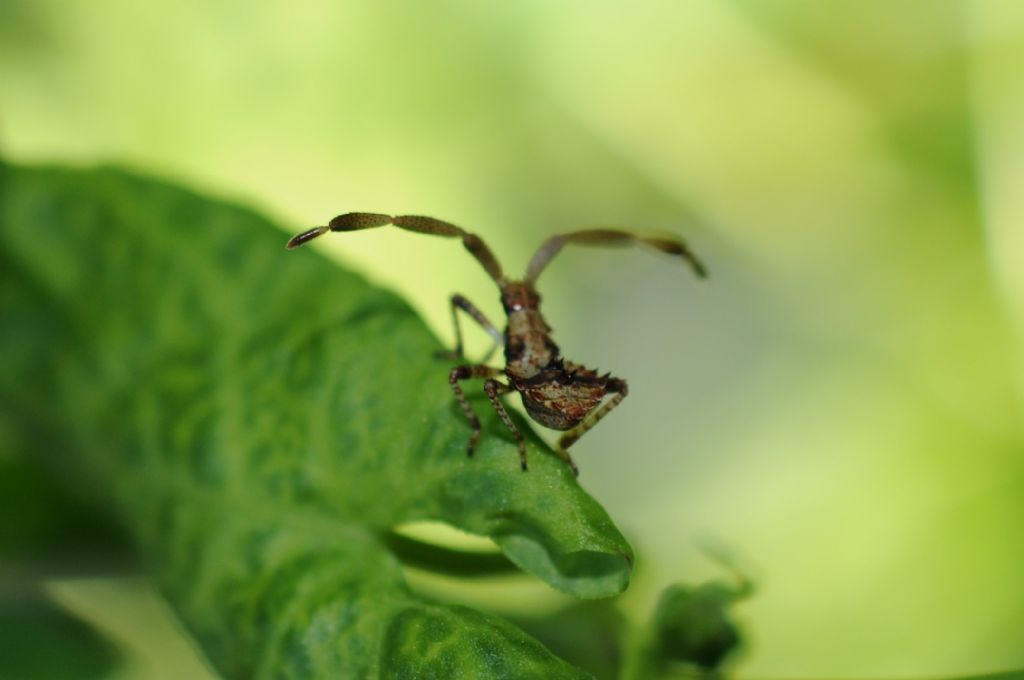 Coreidae:  Coreus marginatus