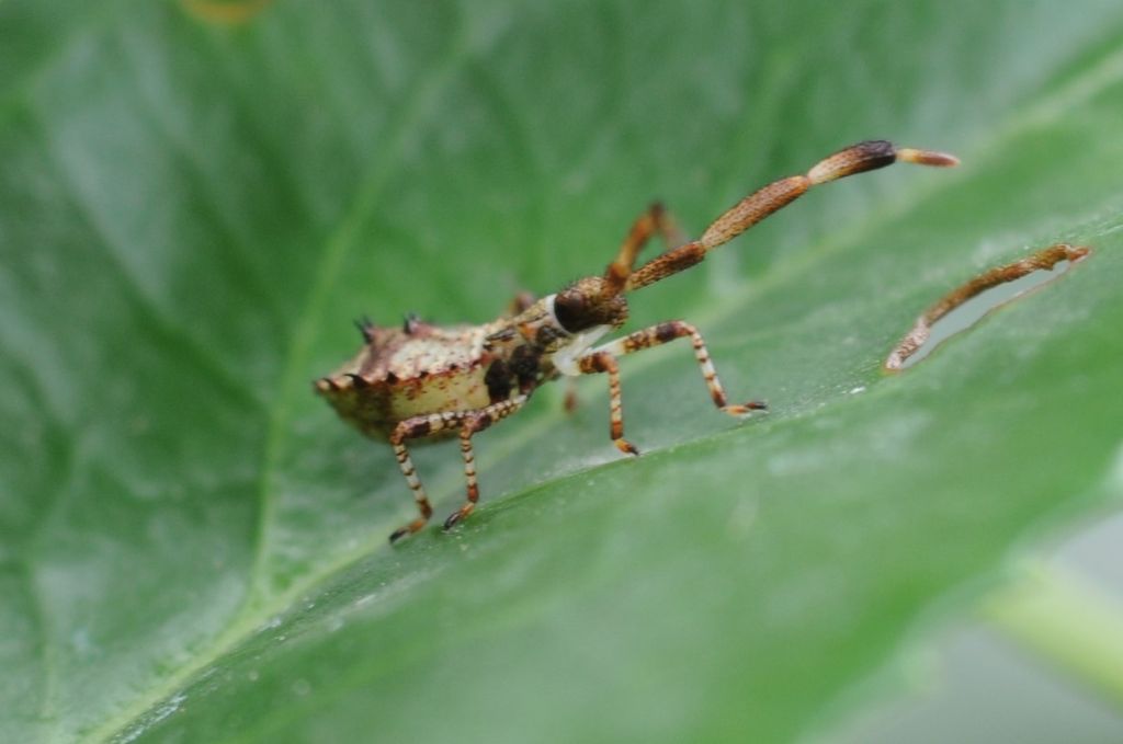 Coreidae:  Coreus marginatus